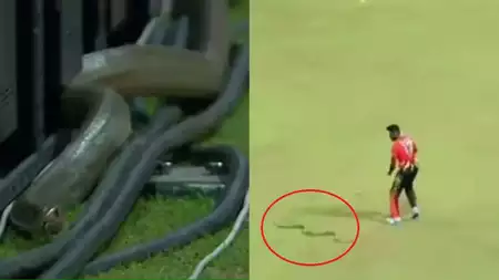 Snake Interrupts Cricket Match: Unusual Happenings in LPL
